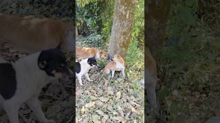 Street Dog Engry 😡Dog short video 🔥dogs dog [upl. by Atiraj]