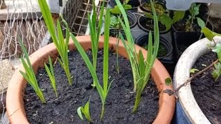 UPDATE How to Grow  Plant Sparaxis Tricolor Harlequin Flower Bulbs in a Pot 22 [upl. by Hieronymus949]