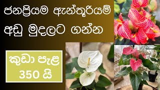 🇱🇰හැමෝම හොයන ඇන්තූරියන් පැලවල මිල ගණන් අඩුකරා [upl. by Leeda]