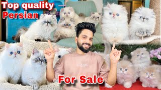 Persian Cats For Sale  Imported Breed Pure Persian Cat  Cats for sale  persian cat price in india [upl. by Yetta176]