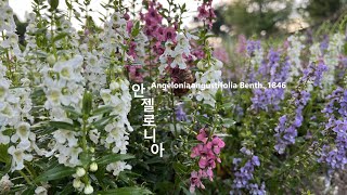 안젤로니아 Angelonia angustifolia 신선초 야생화를 찾아서400 in search of wildflowers 둔산대공원 Dunsan Dae Park [upl. by Eenerb122]