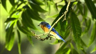 Eastern Bluebird Singing [upl. by Maxim344]