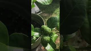 Kaffir Lime Tree [upl. by Anaela]