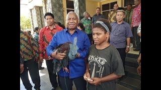 Gubernur Papua Barat Selamatkan Burung Mambruk [upl. by Kcarb518]