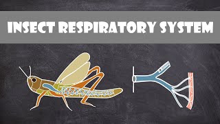 Insect Respiratory System  Entomology [upl. by Letsyrhc678]