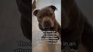 How I beg 💙 dogs staffies staffordshirebullterrier dogshorts [upl. by Baxy]