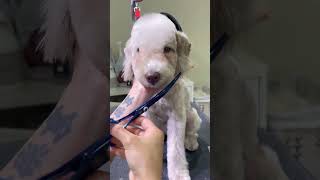 BEDLINGTON TERRIER PUPPY FACELIFT 🐶 🙉🐾pets groomer cute groomingtime [upl. by Daggett]