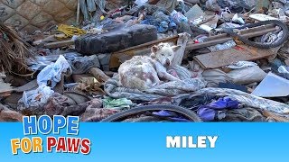 A homeless dog living in a trash pile gets rescued and then does something amazing dog [upl. by Etyak]