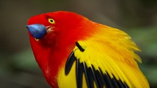 The Bowerbirds Grand Performance  Life Story  BBC Earth [upl. by Leahcimdivad]