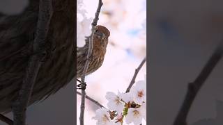 🌸BEAUTIFUL BIRDS IN CHERRY BLOSSOMS🐝🌸 birds audobonsociety sakura [upl. by Yotal114]