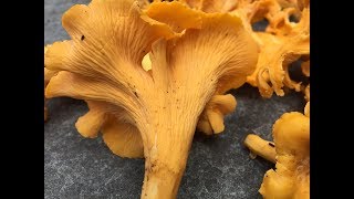 Chanterelle Mushroom amp Jack OLantern Identification [upl. by Etteloiv]