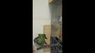 Conure pyrrhura molinae dressage 3 tour quoteaglequot wings [upl. by Niwroc]