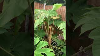 Tetrapanax starting to get pretty big now Tetrapanax Tropical plants garden shorts [upl. by Alejandra]