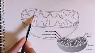 how to Draw Mitochondria Structure of Mitochondria [upl. by Mayap195]