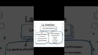 les types de dentine prtie 01 💓la dentine physiologique [upl. by Enomaj373]