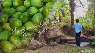 Episode 3 Mango Season  Harvesting Mangoes [upl. by Lundin]