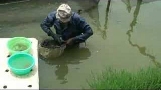 Symbiotic Bangladesh Tilapia Hatchery [upl. by Aynnek856]