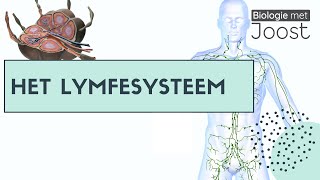 Lymfevatensysteem  Oedeem  Lymfevaten  Lymfeknopen [upl. by Garrot926]