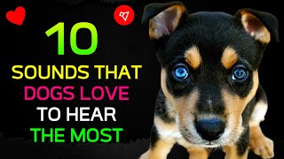 10 Sounds That DOGS Love to Hear the Most ♥️ [upl. by Narine]