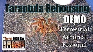 Rehousing Demo ft Terrestrial Arboreal and Fossorial Tarantulas [upl. by Evander725]