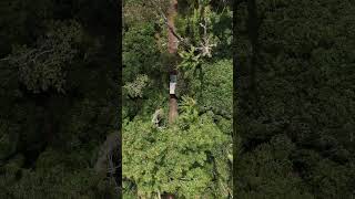 Feeling green Watch the full video in the link below dronefootage kodagu karnataka drone [upl. by Evander514]