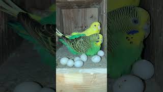 Budgerigars Nextbox Sharing budgies parakeet parakeets budgerigar [upl. by Battat]