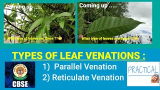 Types of Leave Venations 🌿 Reticulate Venation  Parallel Venation  CBSE  6th Class [upl. by Billmyre]