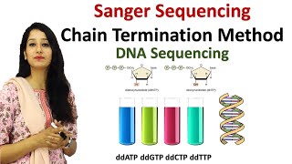 Sanger Sequencing I Chain Termination Method I DNA Sequencing I Techniques [upl. by Glovsky]