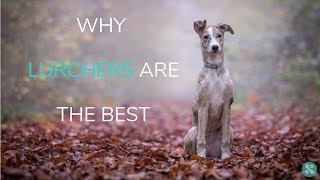 Why Lurchers Are The Best [upl. by Thacher510]