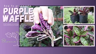 PURPLE WAFFLE  hemigraphis alternata  how to propagate [upl. by Ettesus998]