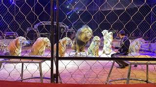 Lions and Tigers at Dresden Weihnachtscircus [upl. by Prunella]