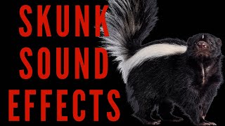 SKUNK SOUND EFFECTS  Skunk Noises  maktubytv [upl. by Nairehs]