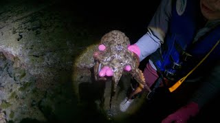 spring coming super low tide mid night Auckland north got red rock crabs and a octopus [upl. by Joete714]