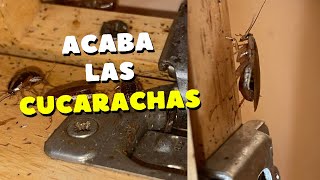 Como acabar con las cucarachas de cocina utilizando geles [upl. by Ataynik]