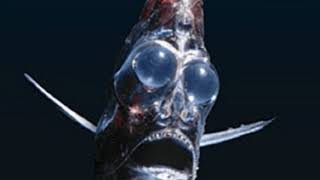 Deep sea hatchetfish Facts Interesting Facts about Deep sea hatchetfish [upl. by Nonahs835]