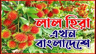 বিদেশী রামবুটান ফল এখন বাংলাদেশে  Rambutan in Bangladesh  Narsingdi  Rubayat  Channel Krishi [upl. by Trebleda389]