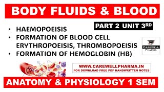 Hematopoiesis  Formation of Bood  Formation of Hemoglobin  Part 2 Unit 3  Anatomy and Physiology [upl. by Rape821]