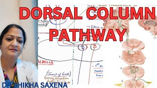 Dorsal column pathway medial lemniscus pathway Gall and Burdach pathway [upl. by Kilby219]