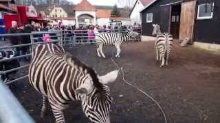 Zirkus Charles Knie Tag der offenen Tür im Winterquartier 2015 [upl. by Rehpetsirhc567]