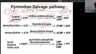 Salvage Pathway of Pyrimidine synthesis to understand the tt of Orotic aciduria with anemia USMLE [upl. by Leirbag]