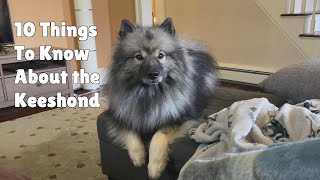 10 Things To Know About The Keeshond [upl. by Yras494]