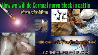 Cornual nerve block in cattle local anesthesia for dehorning or disbudding  कॉर्नुअल नर्व ब्लॉक [upl. by Theo]