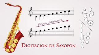 Digitacion de Saxofón 🎷  Saxo Tenor o Soprano 🤔 Como tocar Saxo 🙋🏻‍♀️ ▶️ Escala Cromática [upl. by Asirral]