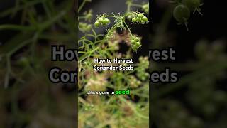 How to Harvest Coriander Seeds [upl. by Joshi]