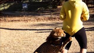 Cheetah Attacked Human caught at camera [upl. by Cusick]