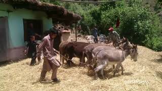 Ancient Way Of Wheat Thresher [upl. by Alan979]