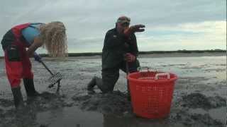 Digging Littlenecks on Duxbury Bay [upl. by Holmes]