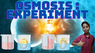 OSMOSIS  Potato and Sugar Experiment  Science Experiment 4 [upl. by Teloiv]