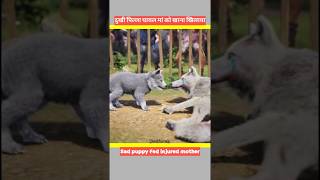 दुखी पिल्ला घायल मां को खाना खिलाया facts ytshorts dog story [upl. by Nibbs]