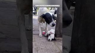 Animal lives matter  Dog life matter  Animal life dogs animals doglover [upl. by Kilk]